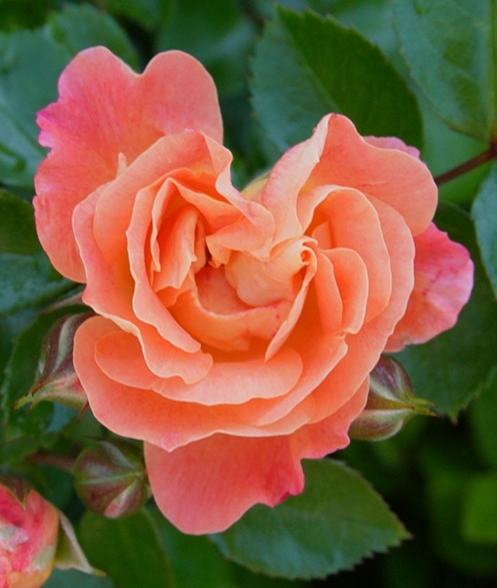 ハートに見えるかな🧡🌹*゜ 今日も一日 (๑•ᴗ•๑) ｡ஐஃ