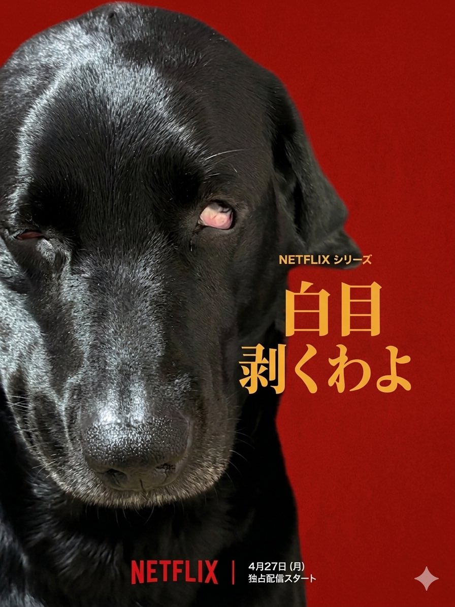 BILLIE@ツヤツヤ黒ラブのビリー tweet media