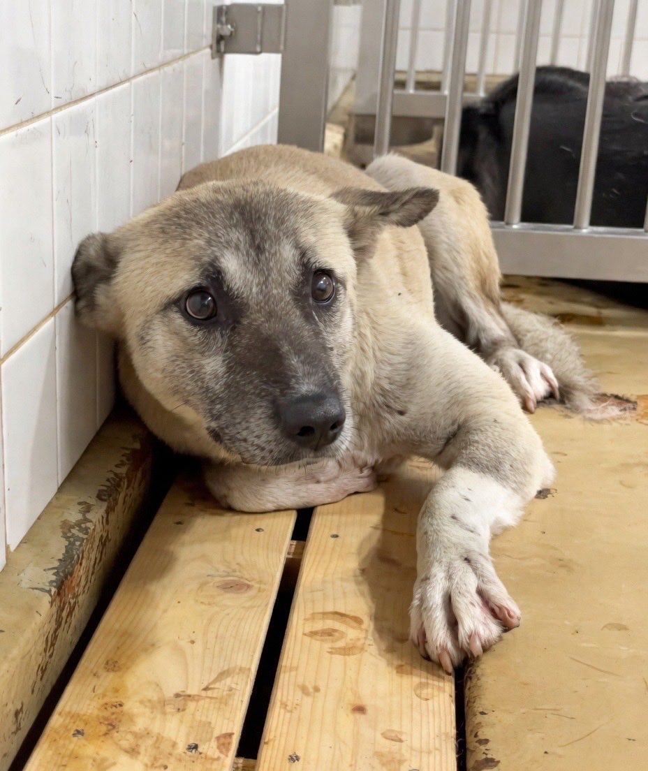 fukushiyamesagi's tweet photo. 🆘緊急 #里親募集 41番🆘
🆘収容期限6/2(火)🆘
🆘#殺処分🆘
突然の捕獲…冷たい檻の中の恐怖と絶望…
怖くて少し唸ってしまった推定3歳位の元野犬♀
野犬に生まれ人の愛を知らない子に
家族として愛される幸せを下さい🙏🏻
🆘大至急救出願います🆘
📲周南健康福祉センター🙇🏻‍♂️
センタークレーム❌#山口県  

🚨収容期限の延長はありません‼️

♦️この子は5/26(火)周南市徳山で捕獲されました🐕

ボランティア様(gureko.5.1 様)Instagramより…
　　⇩
『収容期限　6月2日(火)迄
女の子
🆘拡散希望です🙇‍♀️

皆様のご協力により
多くの方の目に留まりますように🤲

管理番号　41
周南市徳山

@wankonyanko514
写真提供ありがとうございます🙇‍♀️

突然の捕獲に戸惑い
絶望し
少し唸りがあったそうです

そんな時に私たちは
敢えて触りません
距離を置いてほしいとの
訴えを示してくれていると思うから

生まれ育った場所で
生きていくことさえ
許されない

理不尽なめにあっても
声をあげることも
存在価値を認めてもらう
ことすら出来ないこの子たちのために
私たちに出来ることは
この子が　ココにいることを多くの方々に知ってもらうこと

そして大切な命を
未来へと繋げることです

何も悪いことはしていないのに
生まれながらに目立たないよう
頑張って生きてきました

人の手を介さず生きてきた野犬たちの譲渡は大変難しいですが

それでも一頭一頭拡散し、挙手頂いた里親様に繋げるべく日々
活動をしています

成犬こそ
助けを必要としています

シェルターも無限に収容出来るはずもなく
一頭を迎え入れて頂くことにより次に捕獲されるもう一頭の居場所を確保してあげることができます。

強い覚悟と責任
そして何より深い愛情で接してくださる方

かわいそう
可愛い
という感情だけでは難しいもので、それは保護活動をする私たちボランティアも同様です

この子が家族として温かいお家へ迎え入れられ安心して過ごすことが出来ますように🙏🙇‍♀️

収容期間は一週間
その間にお迎えがなければ山口県愛護センターへ移送され、その後の情報は知ることさえ出来ません

収容期限が過ぎて山口愛護センターに移送される前にどうか温かい手を差し伸べて頂けませんか

⚠️同居されているご家族全員でよく話された上で、お問合せ下さい🙇‍♀️

この子の幸せのため、脱走対策をして頂く必要があり、ご家族揃っての理解と協力が必要となります🧑‍🧑‍🧒‍🧒

どうぞよろしくお願い致します🙇‍♀️🤲』

飢え暑さ寒さ
大荒れの天気
過酷な外の暮らしに耐え
必死に生きてきたこの子が

家族の愛情に包まれて
明るく暮らす
温かいお家が見つかることを願って止みません🙏🏻

♦️♦️周南健康福祉センターは、子犬も成犬も、飼い犬だとしても、収容されれば期限は僅か1週間です。

この子を大切な家族として終生変わらぬ愛情を注いでくださる方からのお問い合わせをお待ちしております📲🙇🏻‍♂️

◎野犬の子として生まれ、人が怖くて収容された犬舎の隅にうずくまり顔を埋めていた子でも、人を警戒して唸っていた子でも、望まれて迎えられ、自分が居てもいい場所、ここが安心して暮らせる自分のお家なのだと感じられれば、まるで別犬のような明るい表情と振る舞いに変わります🍀🐶🐕✨

◎賢く辛抱強く控えめに生きてきた野犬達は、怖がりですが繊細で優しい子達です❗️

◎人にはまだ慣れていませんが、愛情を伝えれば必ず心を開いてくれます🐕🍀✨

◎少しずつ心が通い合うことを感じられた時には言い尽くせない喜びとなります。

収容動物に関するお問い合わせ先
周南健康福祉センター（周南環境保健所）
〒745-0004　山口県周南市毛利町二丁目38
電話 0834-33-6426　Fax 0834-33-6510

《受付時間》
　9時00分〜11時30分
　13時00分〜16時30分 
(※電話でのお問い合わせは8時30分〜17時15分)

◎センターへの里親希望ではないクレームや安否確認のご連絡は、業務に支障が出てしまい収容動物達の為にもなりませんので、どうかお控え下さいますようお願いいたします🙏🏻🙇🏻‍♂️

周南健康福祉センター収容動物情報
⏩https://t.co/0vZa37sRFr

🟢センター閉庁日、閉庁時間帯でも『ペットのおうち』又は『まあくんの家』様・ボランティア様インスタDMにて、お問い合わせ、ご相談いただけます📲平日センターへの直接のお迎えが難しい方もご相談ください🙇🏻‍♂️

ペットのおうち
⏩https://t.co/YQ5hKfm04x

『まあくんの家』様(maakunnoie 様)Instagram
⏩https://t.co/81sHeIerTM

ボランティア様(gureko.5.1 様)Instagram
⏩https://t.co/0jR6XaQAiJ

ボランティア様(keiko3364様)Instagram
⏩https://t.co/awJU0wZ202

ボランティア様(realike2015 様)Instagram
⏩https://t.co/P3gGkVR6eK

ボランティア様(wankonyanko514様)Instagram
⏩https://t.co/rxgJaYE99b

ボランティア様(wan_peace503 様)Instagram
⏩https://t.co/HTZvucpagN