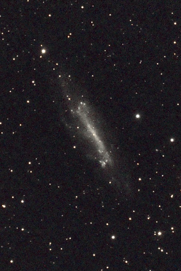 xipteras's tweet photo. 🌌 NGC 4236 — the quiet giant of Draco

Almost nobody points a camera at it, and that’s a shame. This barred Magellanic spiral sits about 11.7 million light-years away, on the far edge of the M81 group of galaxies. Its light is faint at magnitude ~10, but it sprawls roughly 21.9 × 7.2 arcminutes across the sky — about two-thirds the apparent width of the full Moon. The catch is its very low surface brightness: all that glow is smeared thin over a huge area, which is why it stays hidden in plain sight. If you know NGC 55 down in Sculptor, you already know NGC 4236’s twin — same edge-tilted, ragged, off-axis bar, same understated beauty.

🔭 Tucked near the north celestial pole in Draco, it rides high all year and never really sets for me. The frame here came from my smart telescope, and honestly this is the kind of target it quietly excels at — a large, faint object that needs hours, not minutes. The trick with low surface brightness is total integration time, so I let it run deep into the darkest part of the night, well after midnight once Draco is overhead and the sky has settled. Moonless nights only. No filters, no fuss — set it, let it gather, come back to a galaxy most people have never seen.

🏛 The photons landing on the telescope left this galaxy around 11.7 million years ago. There were no cities, no writing, no humans of any kind — our own lineage hadn’t even split from the other great apes yet. Everything we call civilization, every pyramid and poem and telescope, fits into the last few thousand years at the very tip of that light’s journey. The whole of human history is a single blink at the end of an 11-million-year flight.

🦣 When that light set out, Earth was deep in the late Miocene. The continents had nearly drifted into their modern shapes, and the planet was cooling and drying. Forests were giving way to vast open grasslands, and that one shift rewrote life on land — horses, camels, rhinos and the ancestors of deer and elephants spread across the new plains as grazers. The first true saber-toothed cats, primitive bears, hyenas and giraffes were appearing, and in Eurasia and Africa the apes were diversifying. The dinosaurs were already 50 million years gone. The light crossing the lens is older than grasslands themselves were widespread — a strange thing to hold in your hands on a cold night.

✨ This galaxy lives inside the Dragon (Draco) and that part does have a story. The Greeks saw here the serpent Ladon, the hundred-headed dragon that coiled around the tree of golden apples in the garden of the Hesperides, slain by Heracles. So while the light is older than language, the patch of sky it shines through has been a dragon in human eyes for thousands of years. I find something fitting in that: a hidden, glowing thing curled up inside the dragon’s body, waiting for anyone patient enough to discover.

Thanks for reading and Clear Skies /@xipteras

#astrophotography #NGC4236