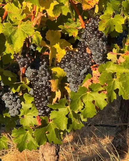 KaylaLewis46382's tweet photo. The grapes have ripened, adorning the green foliage like clusters of purple gems. As the breeze sweeps through the vines, the air is filled with the sweet fragrance of fruit https://t.co/XcYINS3QWN