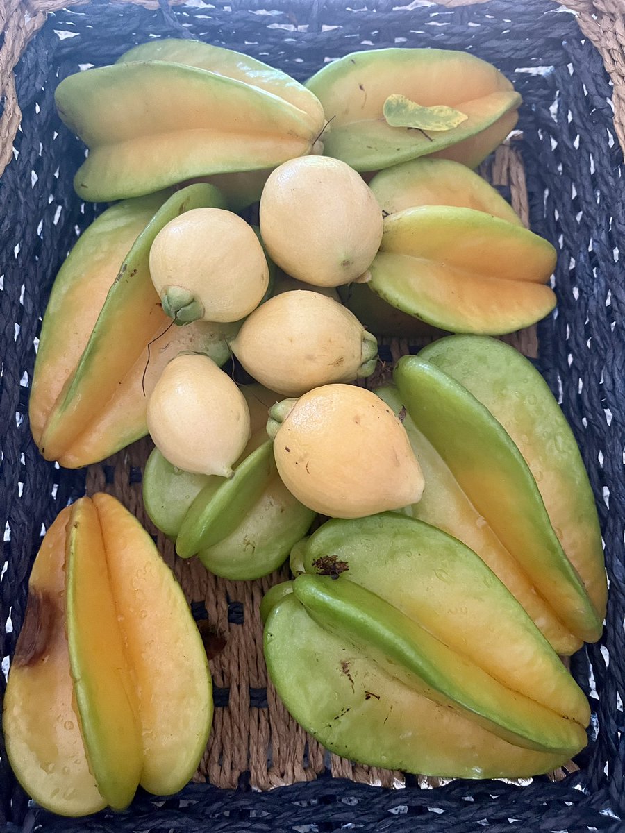 MarcoAdame's tweet photo. Buen domingo, pásenla bien, si se puede en familia, mejor! Entre carambolos y pomarosas #Cuernavaca #DateUnaVuelta https://t.co/IXol8TMLXS