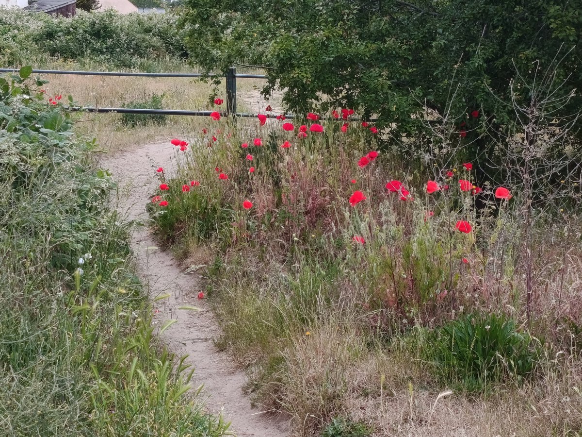Glendabuzz's tweet photo. A cooler day in Kent today so I had a walk over the fields, the butterfly joined me on the walk and liked to land by my feet 
#Kent #countryside https://t.co/HVKvdJBj2U