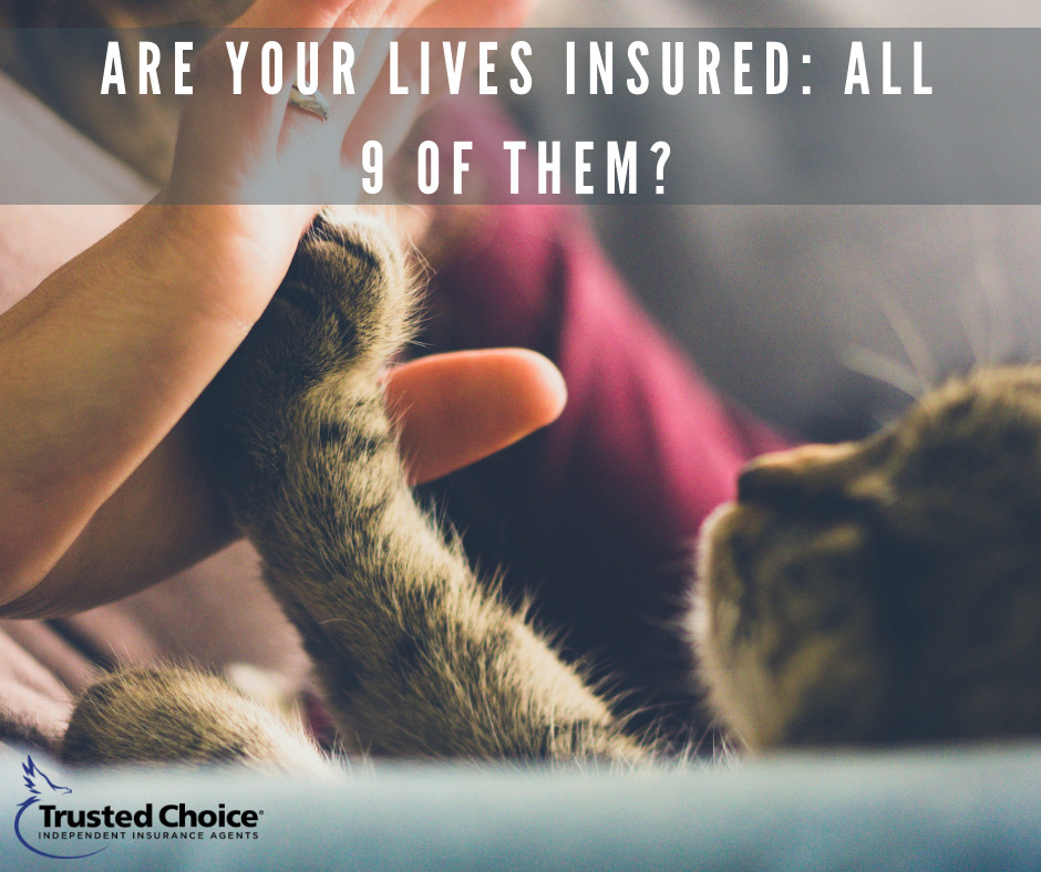 LipstoneGroup's tweet photo. Your have insurance protect for yourself and your family but have you thought about your pets? https://t.co/Psp4cEqTJn