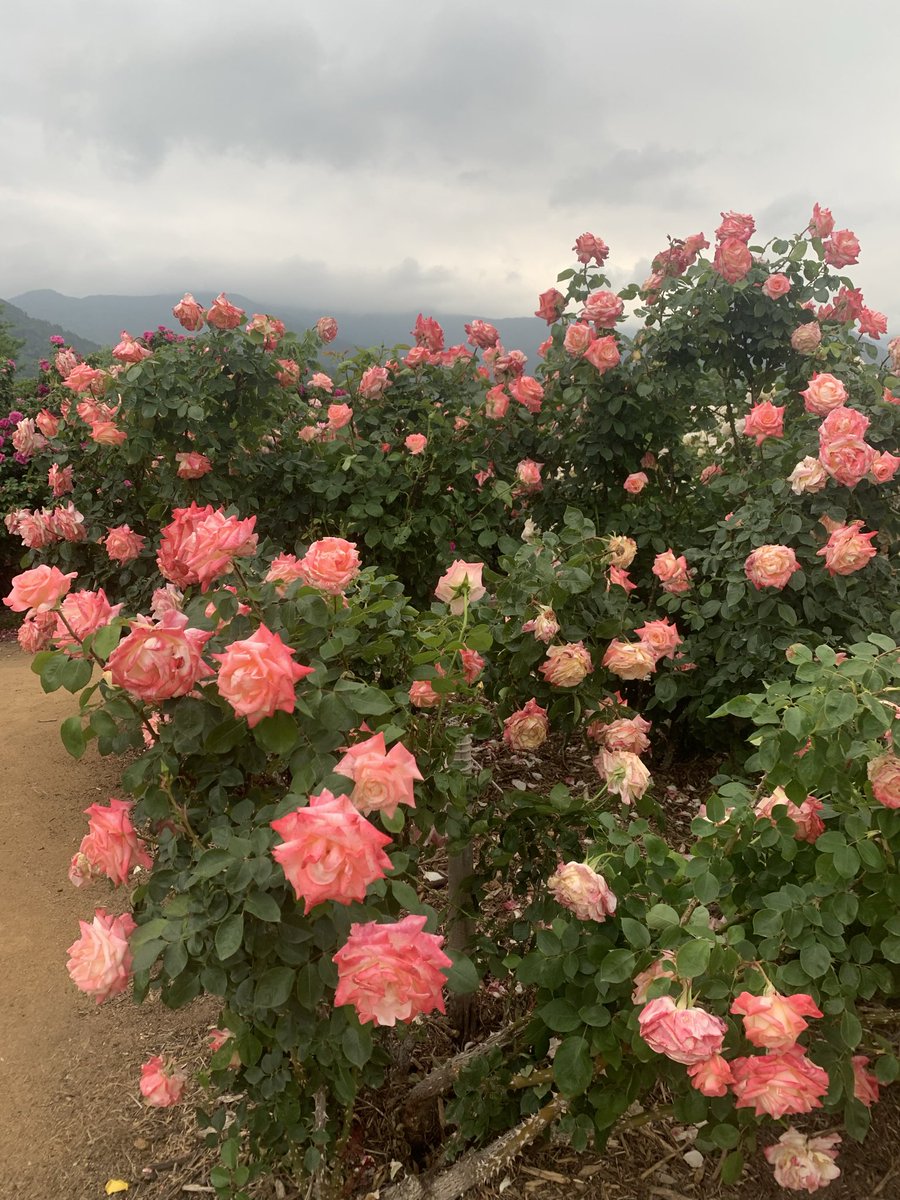 bntuan23's tweet photo. 今日の午後はバラの祭りを行ってみる、美しいですが、あの時は雨を降るそうですから、ちょっと暗いになっている。 https://t.co/TCeBfpfqzO