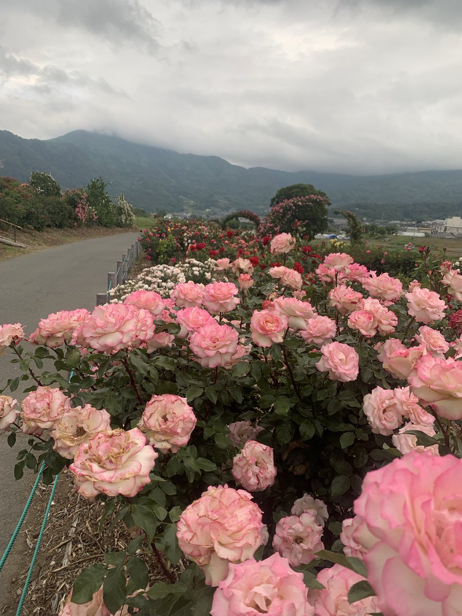 bntuan23's tweet photo. 今日の午後はバラの祭りを行ってみる、美しいですが、あの時は雨を降るそうですから、ちょっと暗いになっている。 https://t.co/TCeBfpfqzO