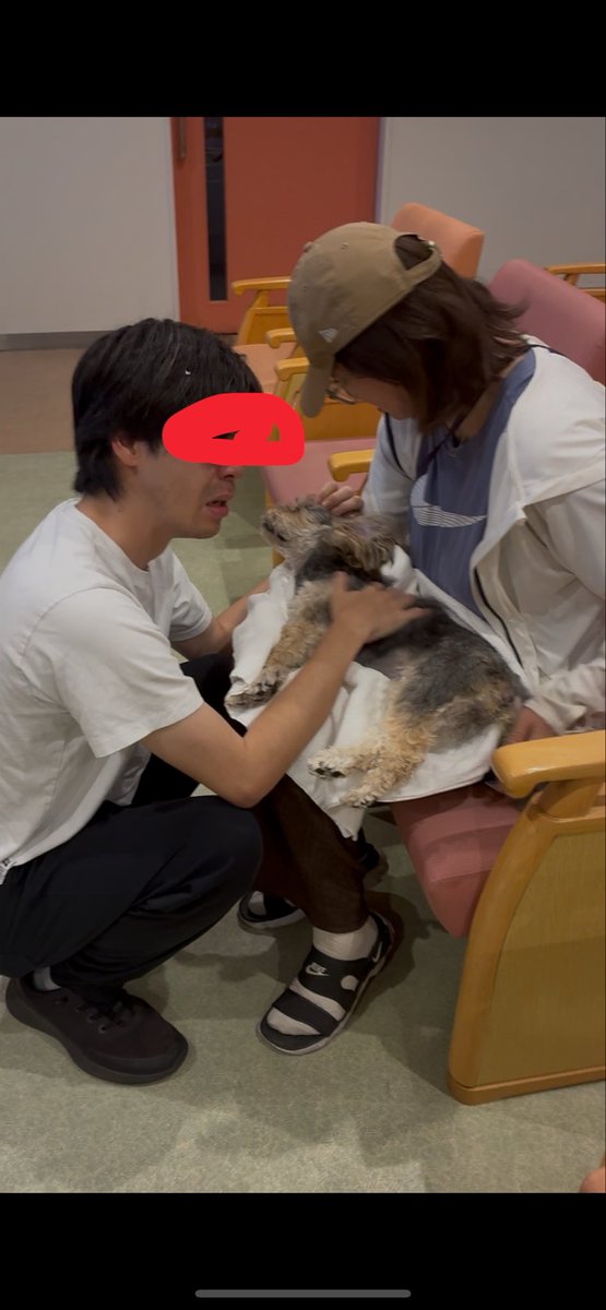 EqmlG6's tweet photo. 無事息子がアメリカ留学から戻る29日お出迎えに行き帰ったら愛犬が私の目を見て無事に帰った？と
その後愛犬が体調悪化し安心したのか…頑張ったけど31日に虹に渡しました
ずっと息子を支えてくれてたのです😭今日から明日10時間お題目を！愛犬に感謝お礼
もしかして私の代わりに宿命転換をの思いも🙏 https://t.co/RHE5TCFjQx