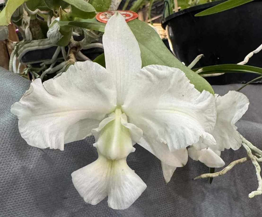 mytorchid's tweet photo. C. walkeriana f. alba trilabelo
赤字放出株、ヤフオク残り9株になりました。
6月上旬目途に通常価格に戻す予定なのでこの機会にどうぞ！ https://t.co/Y4wsbaLoNS