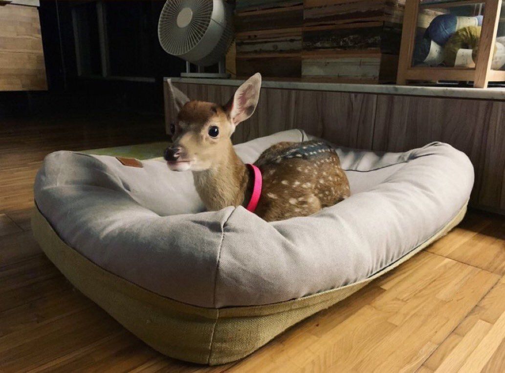 deershouldnt's tweet photo. Good morning https://t.co/7DqmqoK44R