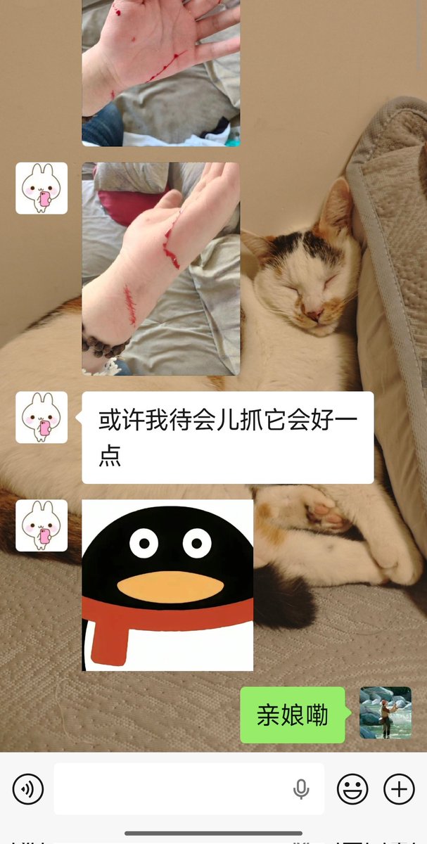 Jykrush's tweet photo. 崽崽和妈妈的最后一张合照
妹妹刚送去就乱窜 抓她的时候把领养人小姑娘抓了好多道伤口
我吸取教训给弟弟剪了指甲 弟弟还算乖 在新家纸盒子里瑟瑟发抖 https://t.co/BIlsmRn8ni