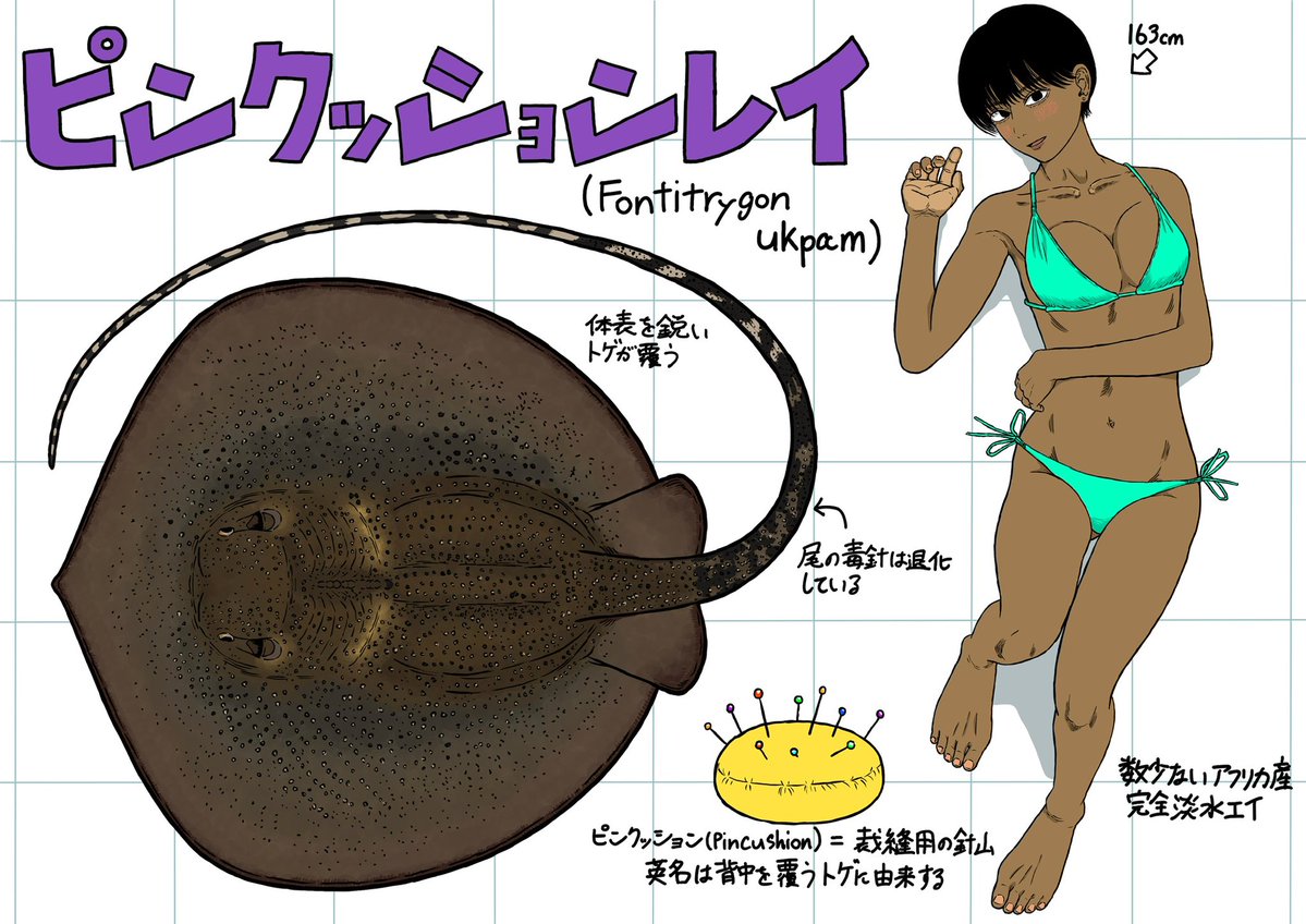 numabenamazu's tweet photo. ピンクッションレイ
体幅1.2m
西アフリカから中部アフリカにかけての河川や湖に生息
アフリカ大陸最大の淡水エイです！！
アフリカに淡水エイは2種しかおらずどちらも謎多き魚です！ロマンを感じますね〜！ https://t.co/4uq5Li59dE
