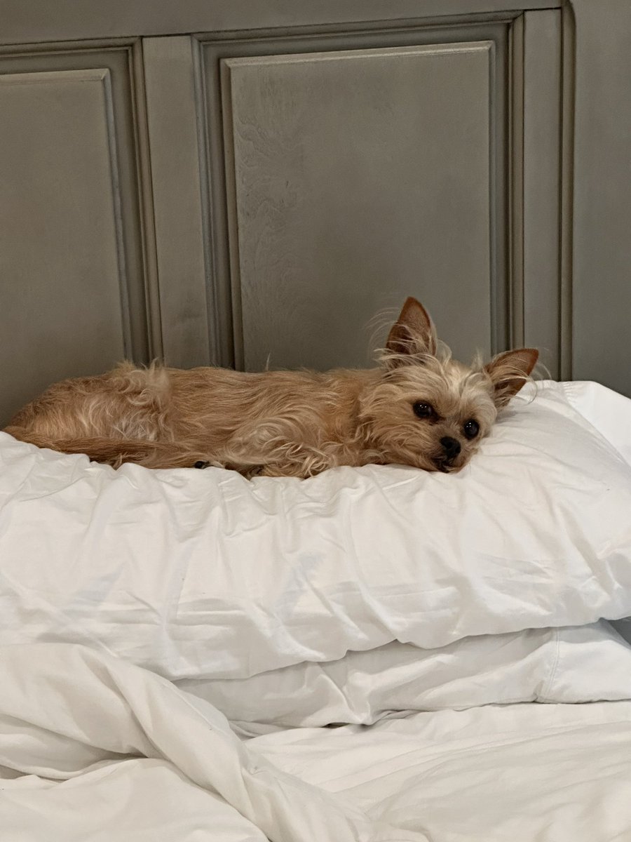 StevieStacks84's tweet photo. Do I have to get up? ❤️ https://t.co/3GDMEAJsyE