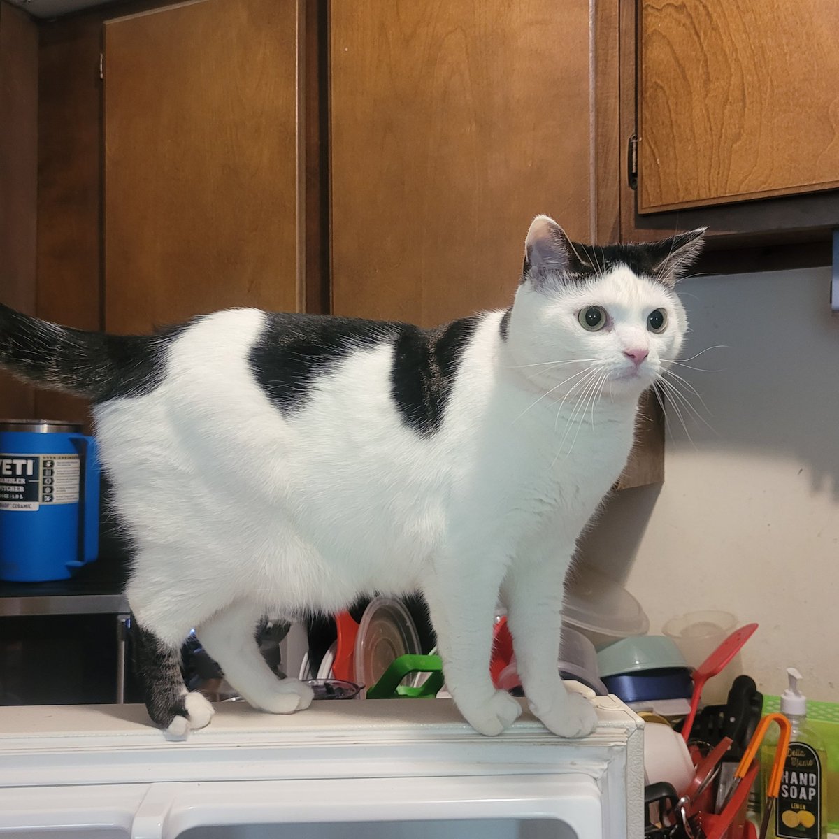 CatCheezeburger's tweet photo. “Bring balance to The Force? I’m a cat… balance bends to me.”
L🍄VE, Jedi Mushroom Skywalker!
#SithSaturday
#catsoftwitter
#StarWarsCats
#StarWars
#MayTheForceBeWithYou
#MayThePawsBeWithYou https://t.co/0XmybF1brF