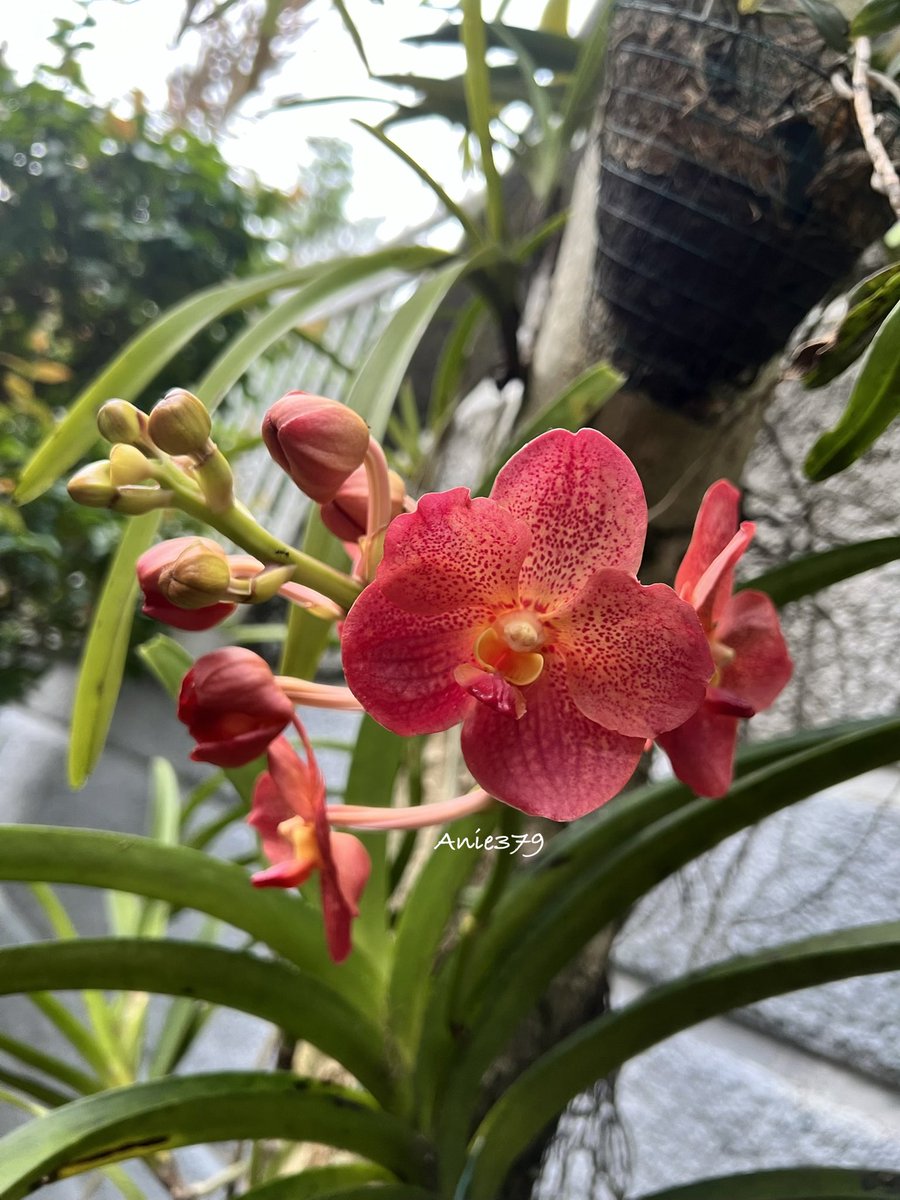 anie_379's tweet photo. Hello….. posting my gorgeous Vanda 🔥🔥🔥 #orchids #orchidslovers #vanda https://t.co/QMZtQhUTZG