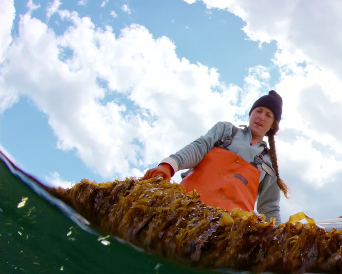 farmcredit's tweet photo. Colleen Francke, @FCEast customer and Summit Point Seafood Founder, always knew she wanted to be on the water. After nearly a decade lobstering, she set her sights on something new — kelp production. https://t.co/oviy8LQWpF