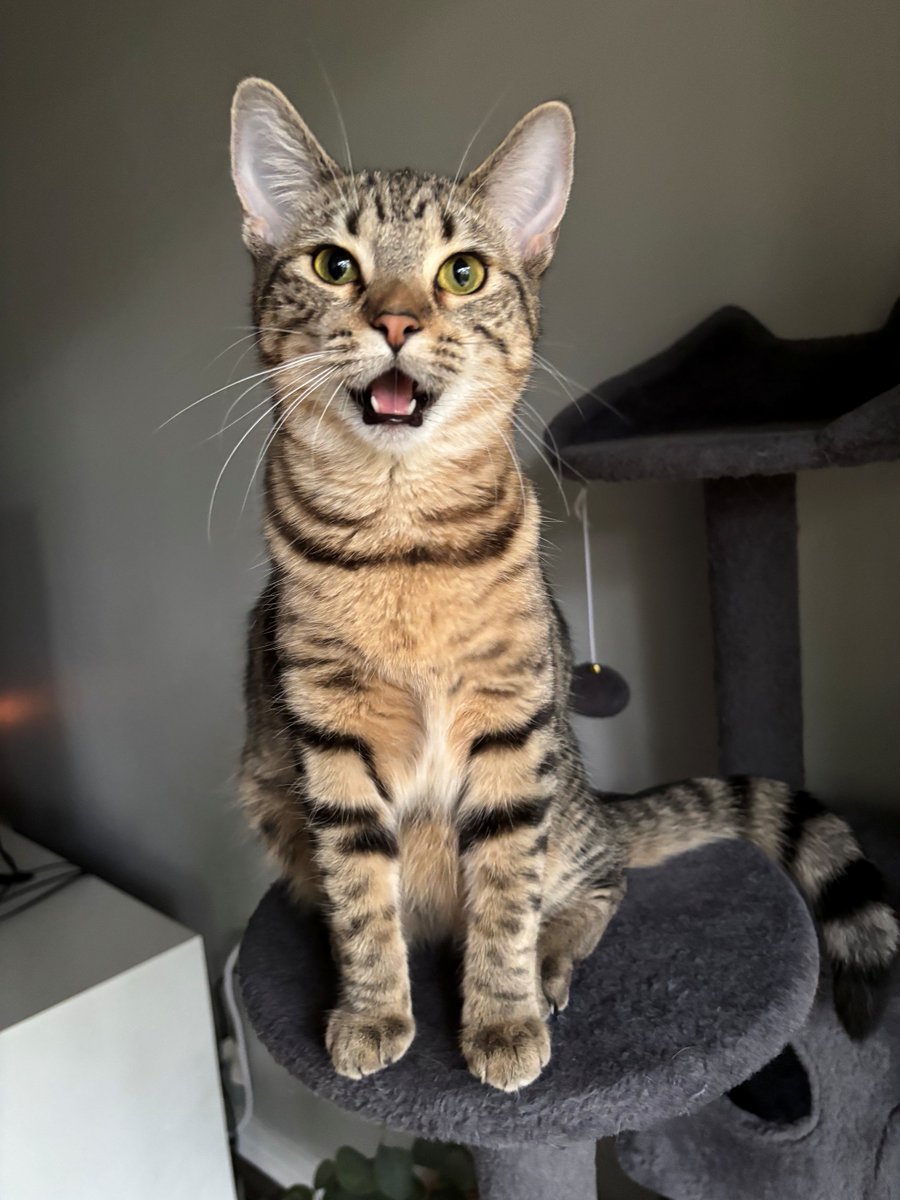 hsmo's tweet photo. This is what love at first sight looks like 😍

"Hadley is now named Moki and she is my little blessing. The most sweet, gentle, and affectionate cat. I love her so much! She is happy and her adopted sister—Zootie, loves her too :)"

Happy Tails, Moki!! 💕 https://t.co/zOqAW6GTQ3