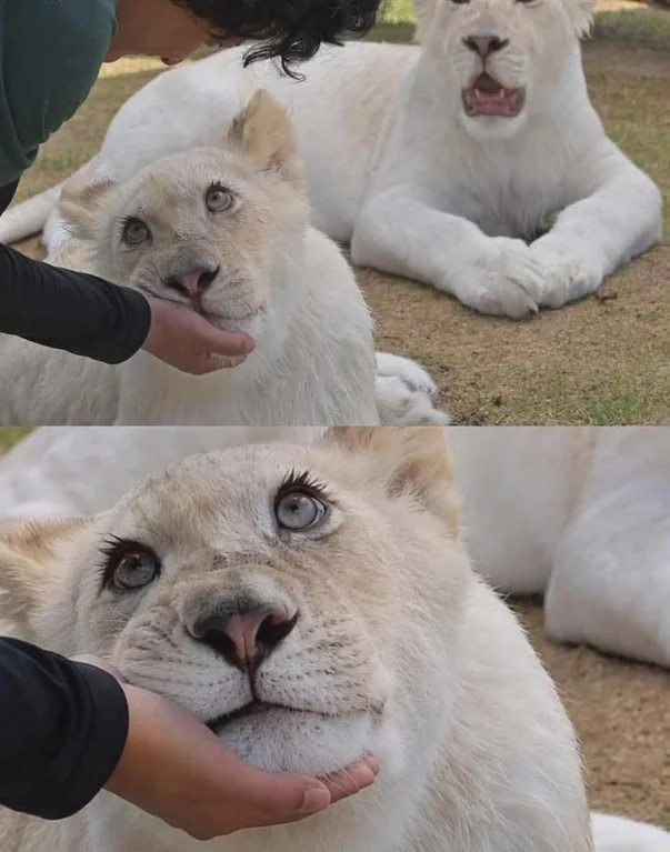 Rainmaker1973's tweet photo. A female white lion at a zoo in South Korea captivated onlookers with her beauty. https://t.co/EJpt66u9Wz