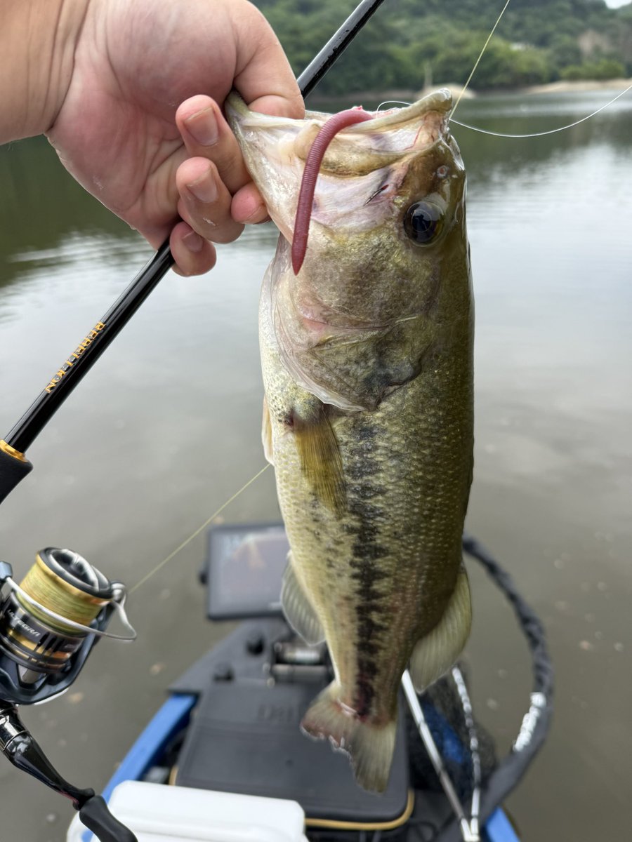 0502_fishing's tweet photo. 3回目くらいな戸面原  減水してるのは初

ギルネストについてる40ある無しを数匹釣り  カバー撃てば釣れるからポロポロと

 #戸面原ダム https://t.co/zBumGUUOx9