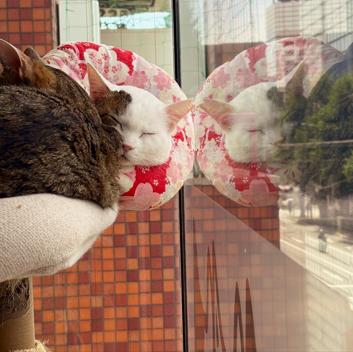 jo5_ld's tweet photo. 窓に映って回想シーンみたいになってるぴゅあちゃん
#Miagolare #ミャゴラーレ https://t.co/zSko47cZli