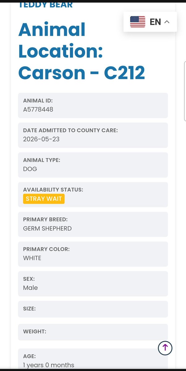 8415_n's tweet photo. TEDDY BEAR #A5778448
1yo. #whitegsd #germanshepherd #whitegermanshepherd #gsd

Teddy Bear is still on "other hold". 

Meet him in #Carson #Gardena #CA

#adoptdontshop #adopt #adoptme #adoptadog #foster #fosterme #fosteradog #fosterneeded #fosteringsaveslives https://t.co/xUgIzA9JPl
