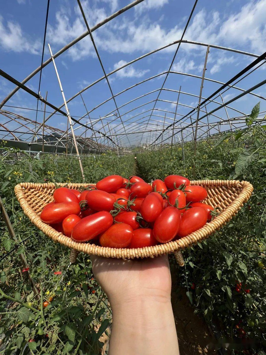 briramirez456's tweet photo. Just tried the new organic cherry tomatoes from local farms—burst with sweet juice, firm texture, and no weird aftertaste! Perfect for salads or snacking  #FreshFind https://t.co/CQ3fTftKHU