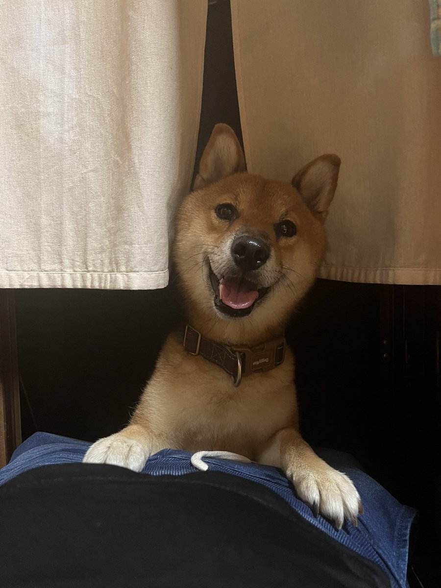 chaba5thyear's tweet photo. トキちゃんがお家に来たての時

お家に帰ったら扉をガシャガシャして早く顔見せろの合図🤣

3年経った今もあまり変わってません笑

#夜のお仕事　#愛犬 https://t.co/IwFY2FqGEJ