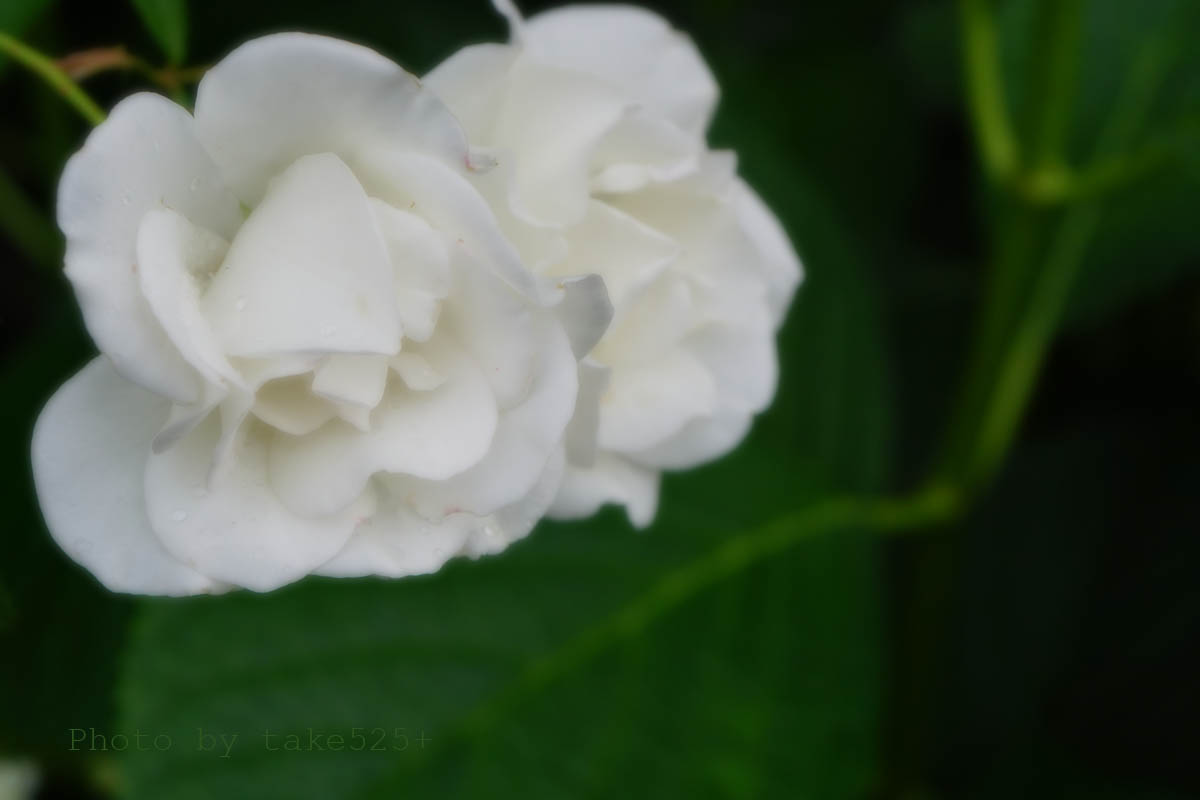take525_'s tweet photo. #TLを花でいっぱいにしよう
#softfocus
5月の薔薇 13 https://t.co/OhtnEOHNXl