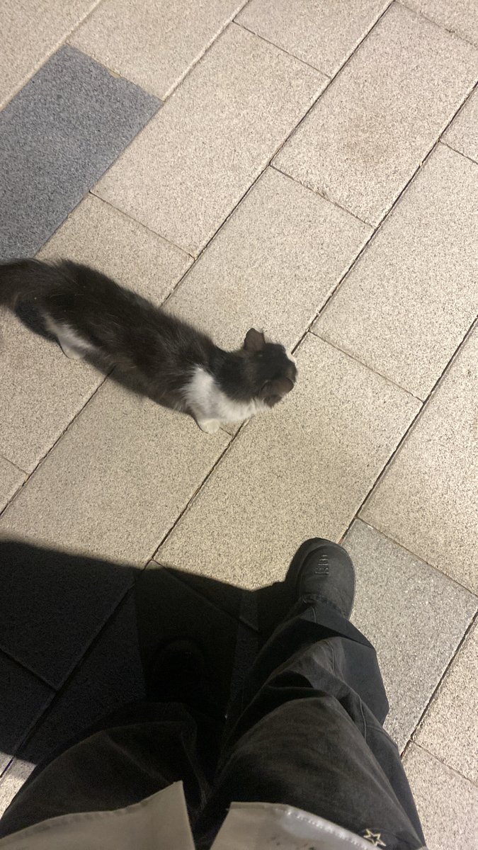 xd9n_'s tweet photo. Life is better with a cat by your side ♡︎ https://t.co/b14u8UGLS6