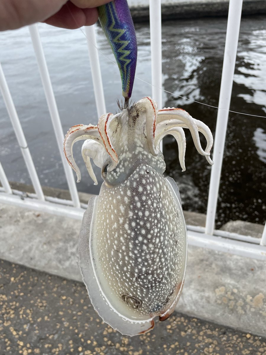 AirErn's tweet photo. 暇つぶしに近所のポイント行ったらオシリちゃん4杯釣れました🦑😍 https://t.co/MMEE3WmBoo