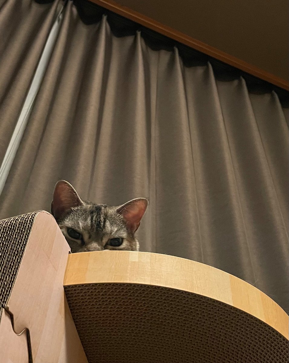 cat_koume's tweet photo. チラ https://t.co/qT3oRSqYxD