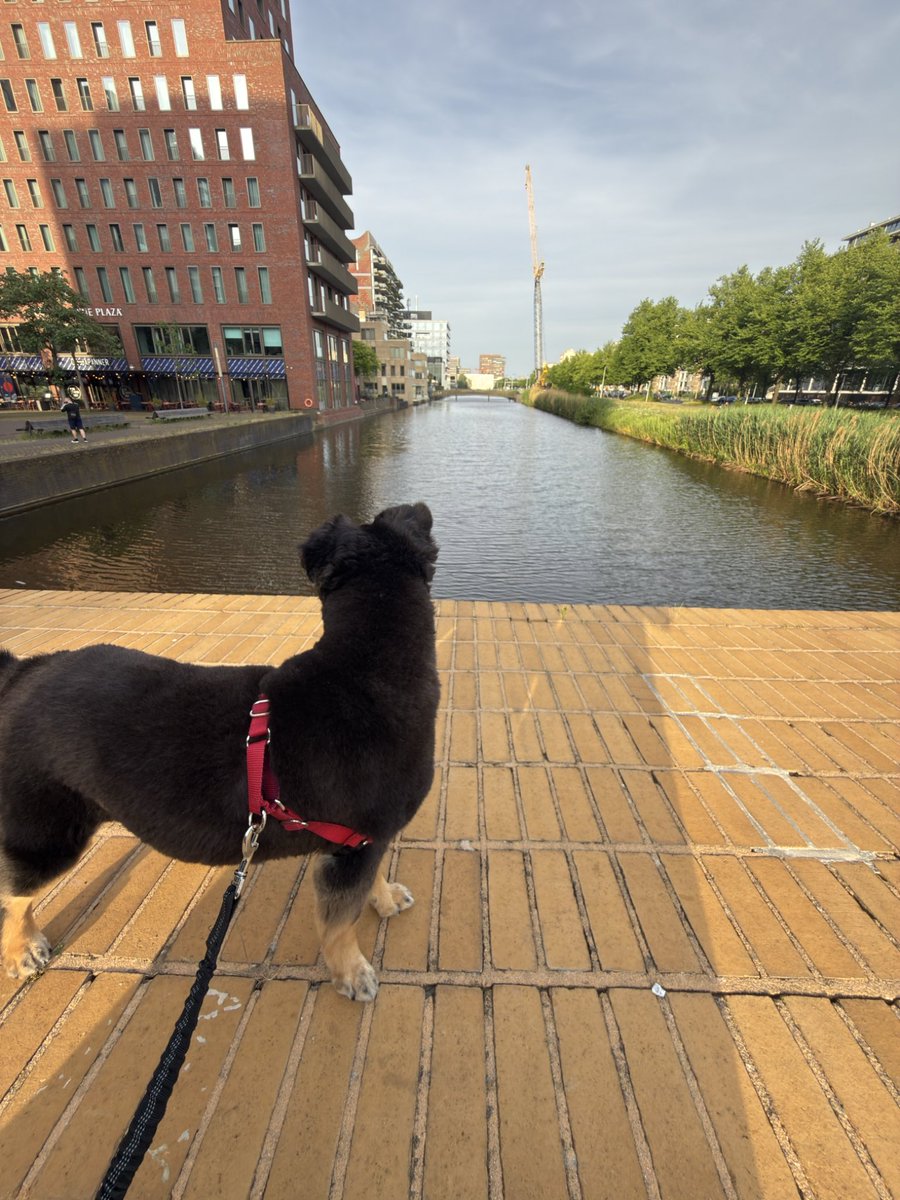 AleBarr36474869's tweet photo. Goedemorgen ☀️
Ya hemos llegado a Ámsterdam y yo ya he estrenado el gimnasio de nuestro apartamento temporal 💪🇳🇱
#Amsterdam #GymLife #NuevoComienzo #Mudanza #Fitness #TrainMore #ExpatLife #povTDAH #GayFitness #gay #sixpack #trainmore https://t.co/3dwuBW9hJ9