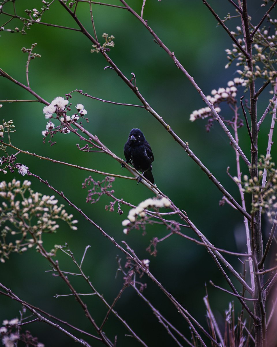 jp_monge's tweet photo. Blue-black grassquit (Volatinia jacarina)

#bird #birdphotography #nature #naturelovers #photography #Nikon #Nikon100 #NikonNoFilter #NikonPhotography #ShotOnLexar #CreateNoMatterWhat #YourShotPhotographer #wildlifephotography #wildlife #CostaRica https://t.co/QirbZcYs6I