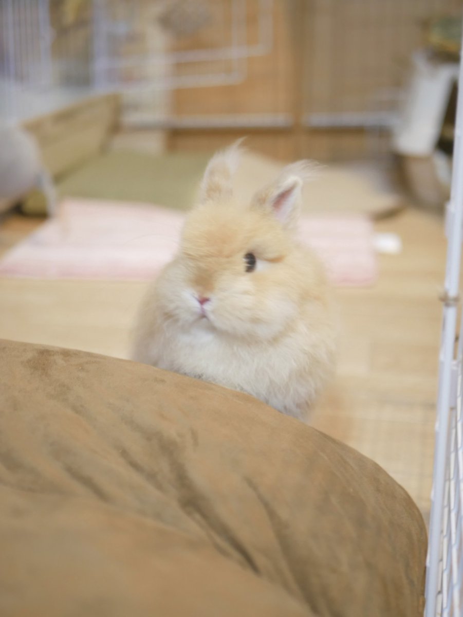hinokiusa's tweet photo. 6がつもたのしもーね
いつもあいがと！

#5月を写真4枚で振り返る https://t.co/rGqszLzmsP