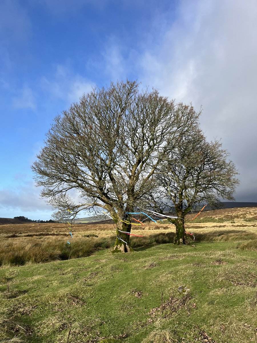 DrivenSnowMusic's tweet photo. 📸This winter we went to the Sally Gap, to the loneliest set of trees, for early photos with the great Steven @Fibre_Based. (So. Cold.) The pics were atmospheric &amp; beautiful, &amp; fitted the “life in the chaos” feeling, &amp; they feature across the new LP!❤️ https://t.co/JJiURvyCrO https://t.co/bpZQWmjyEL