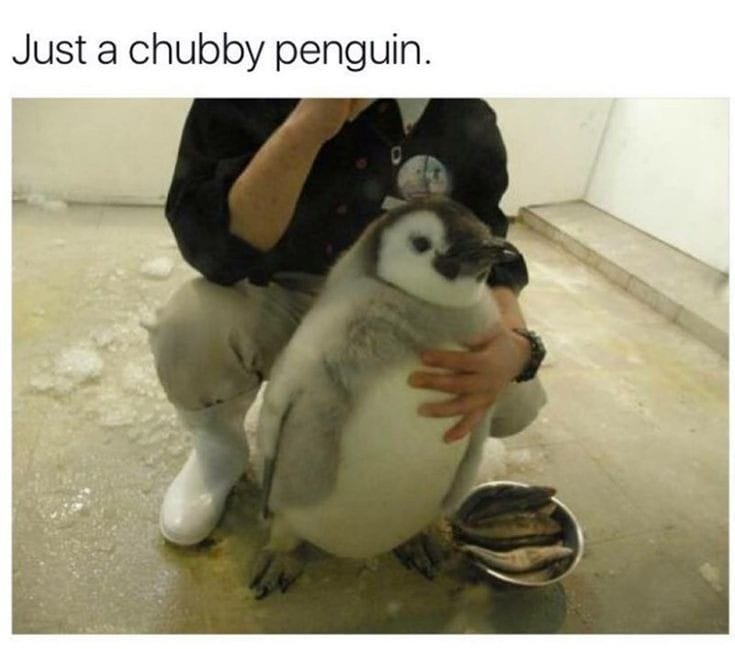 WholesomeMeme's tweet photo. https://t.co/roiuYYlNde