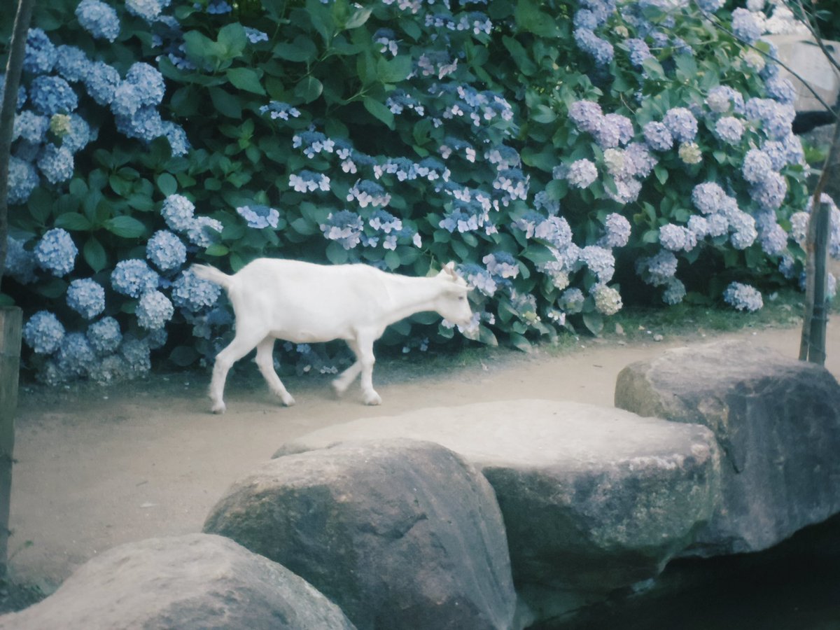 uni_to_inu_'s tweet photo. そろそろ紫陽花の季節だ https://t.co/38A2SMRjI9