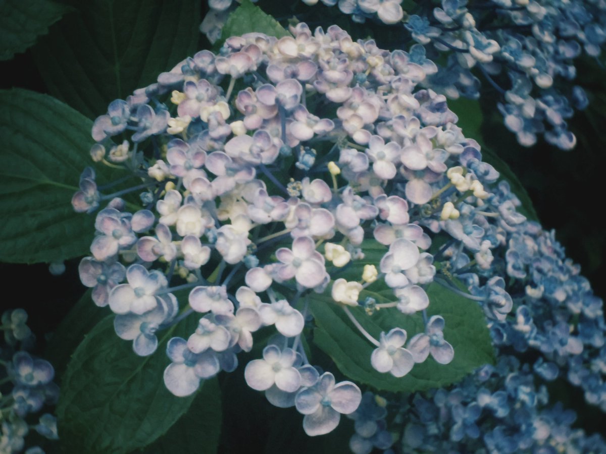 uni_to_inu_'s tweet photo. そろそろ紫陽花の季節だ https://t.co/38A2SMRjI9
