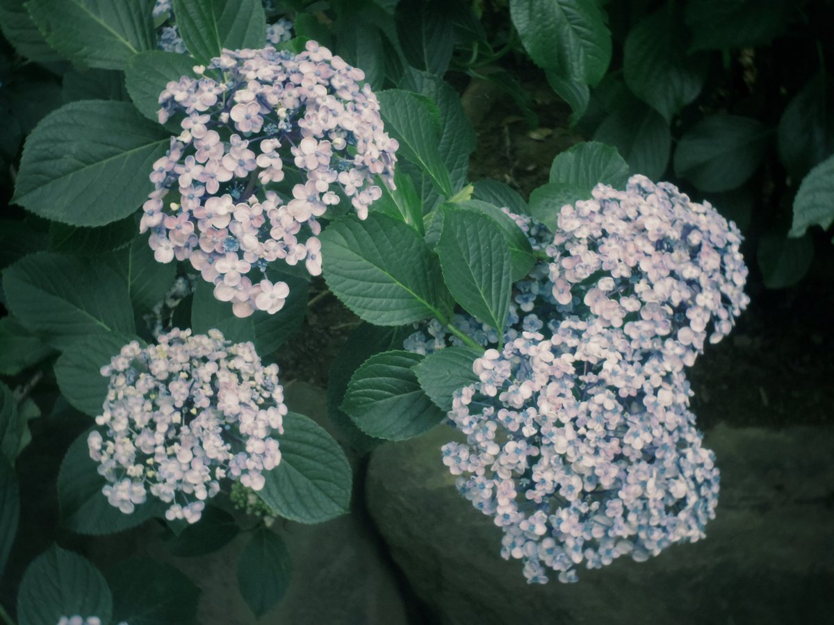 uni_to_inu_'s tweet photo. そろそろ紫陽花の季節だ https://t.co/38A2SMRjI9