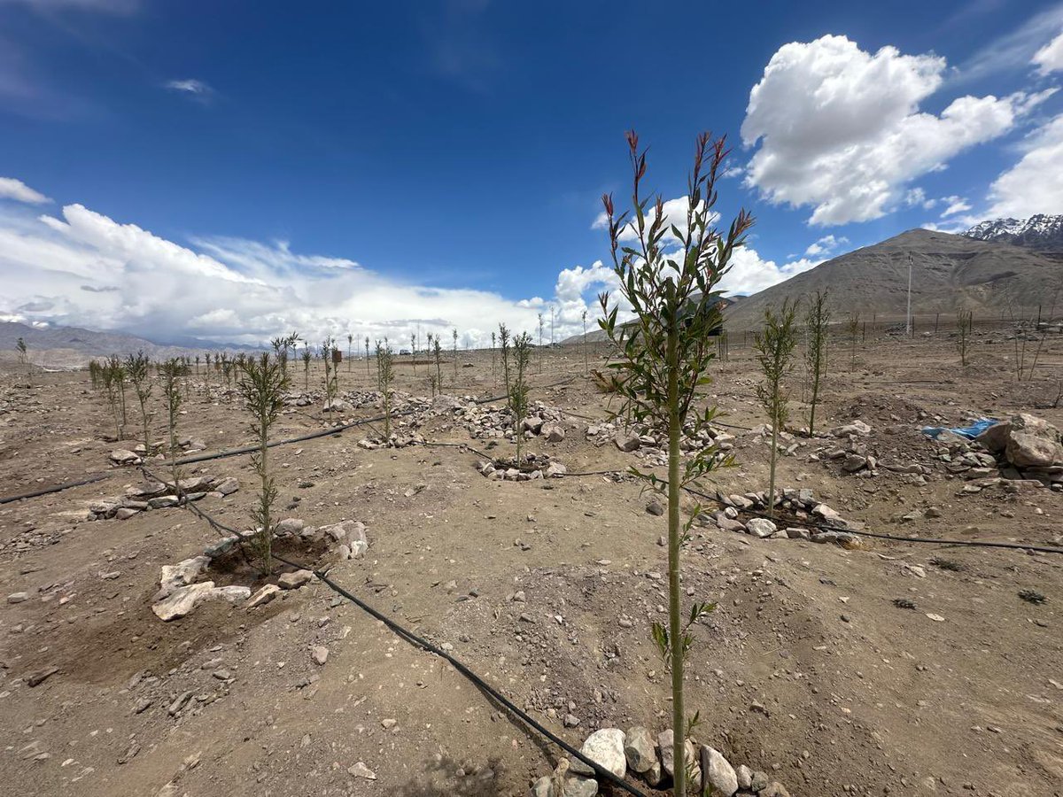 lg_ladakh's tweet photo. Pleased to share that the mass plantation under “Indus River Green Corridor”, launched on 23rd March at Spituk Farka in Leh, is bearing encouraging results. Saplings along the banks of the sacred River Indus have begun sprouting leaves, symbolising growth and renewal.
 
This initiative reflects a resolute commitment to shaping a greener future for Ladakh, fostering environmental sustainability and protecting the region’s fragile ecology.