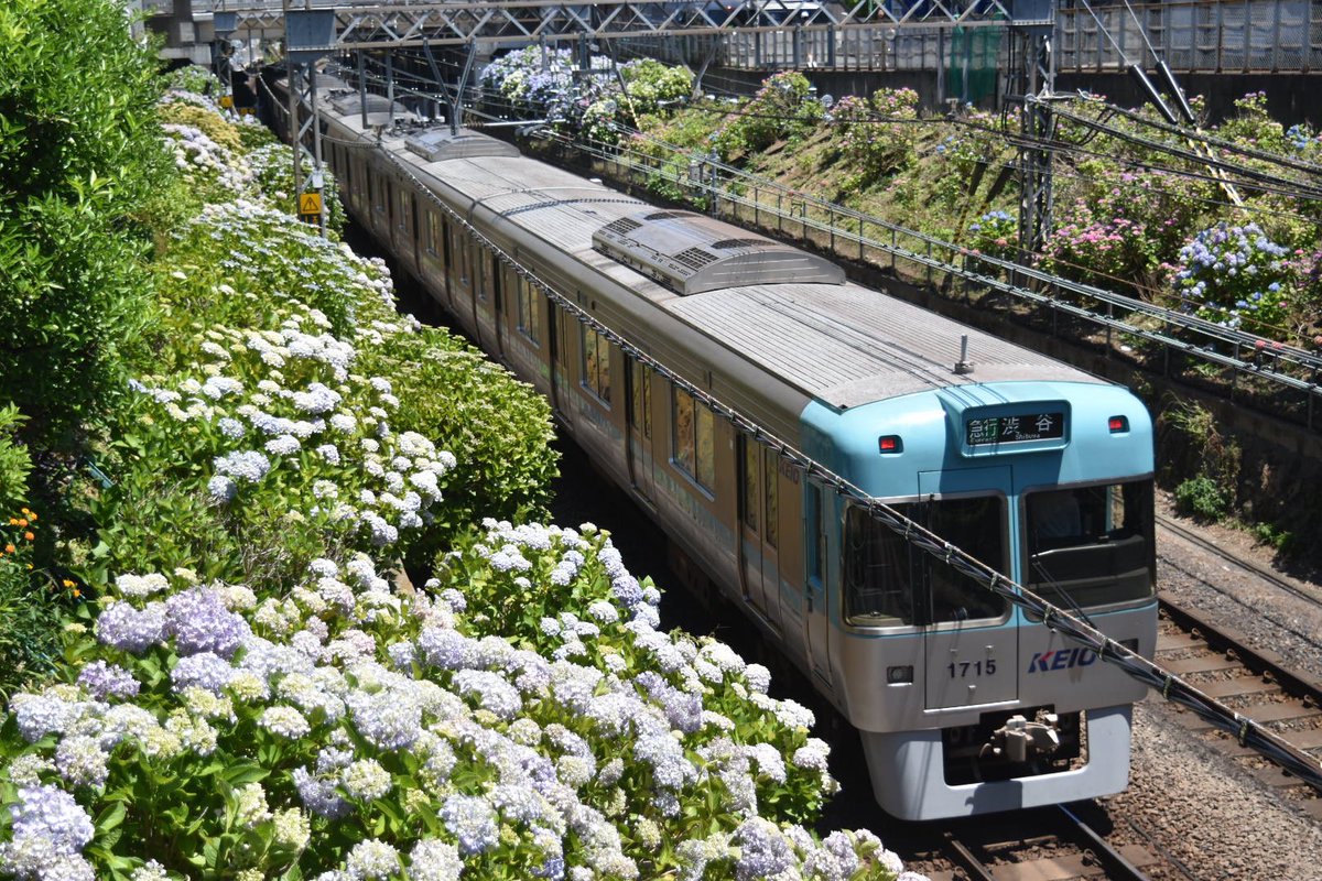 続き 最初にHM付けてたオレンジ色の1706fほか 沿線そこら中紫陽花咲い
