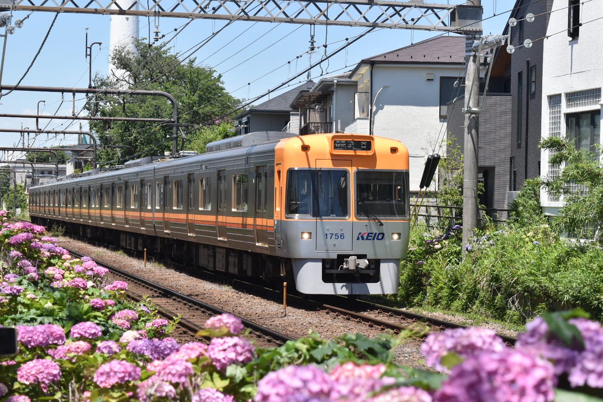 続き 最初にHM付けてたオレンジ色の1706fほか 沿線そこら中紫陽花咲い