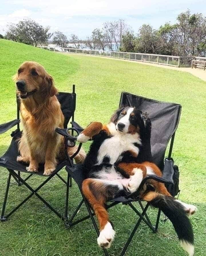wuf tweet media