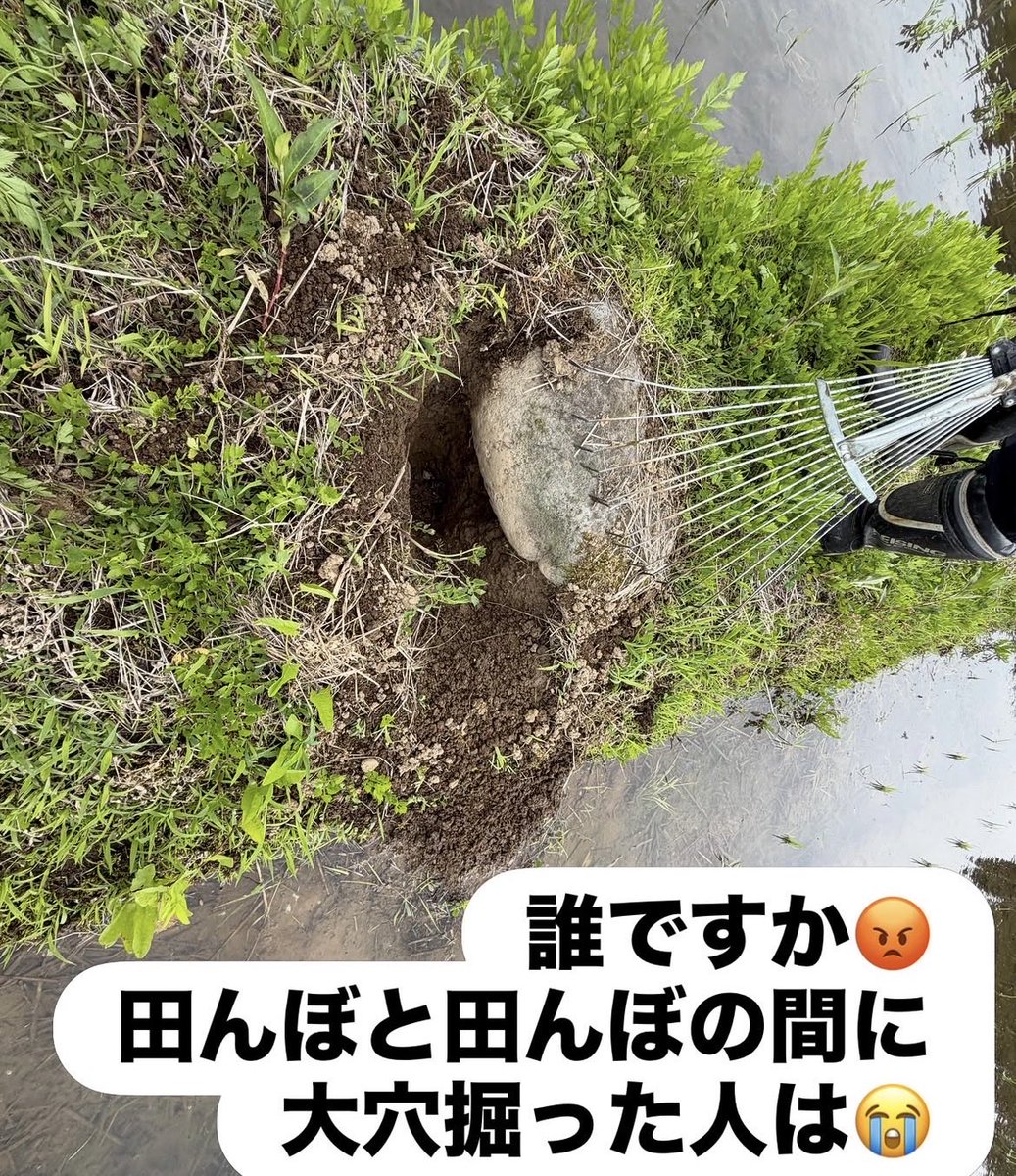 wanounikkou's tweet photo. 雨が降らない限り毎日田植え頑張っております💪今日まで約10,000枚ほどの田植え終了👏引き続き中山間地域ならではのながーい法面の草刈りや水漏れ補修など引き続き作業を進めていきます💪暑い日が続きそうなので熱中症対策をしながら安全第一に頑張っていきます😉
#和農日向 #八幡 #農業 #水稲 https://t.co/o2jB21ynbH