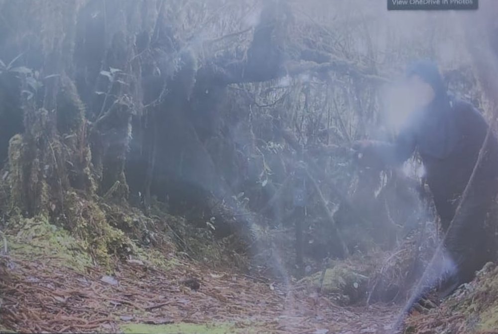 SinarOnline's tweet photo. Kamera pengawasan kesan kelibat Jaslinda

Kamera pengawasan hidupan liar milik Jabatan Perlindungan Hidupan Liar dan Taman Negara (Perhilitan) di Gunung Batu Putih berjaya merakam imej pendaki wanita hilang, Jaslinda Saludin, 49,  melintasi laluan tersebut jam 11.22 pagi pada 24 Mei lalu.

Kamera sama turut memaparkan kehadiran pasukan mencari dan menyelamat (SAR) masing-masing pada 25 dan 28 Mei melintasi kawasan pencarian.

Setakat Ahad, tiga rakaman kamera pengawasan telah dibuka bagi membantu operasi dengan satu daripadanya di Bukit Berapit 2, tidak menunjukkan sebarang imej mangsa.

* Artikel penuh di ruangan komen

📸Foto JBPM Perak See less