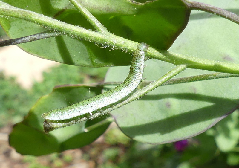 hoggestateserv2's tweet photo. So chuffed !
There are at least five Orange Tip butterfly caterpillars on the Garlic Mustard and Honesty which I grew especially to allow the butterfly to breed in the garden .
Quite miraculous considering the 1000s of caterpillars ferried into the blue tit nest box recently. https://t.co/OAykhNUdPW