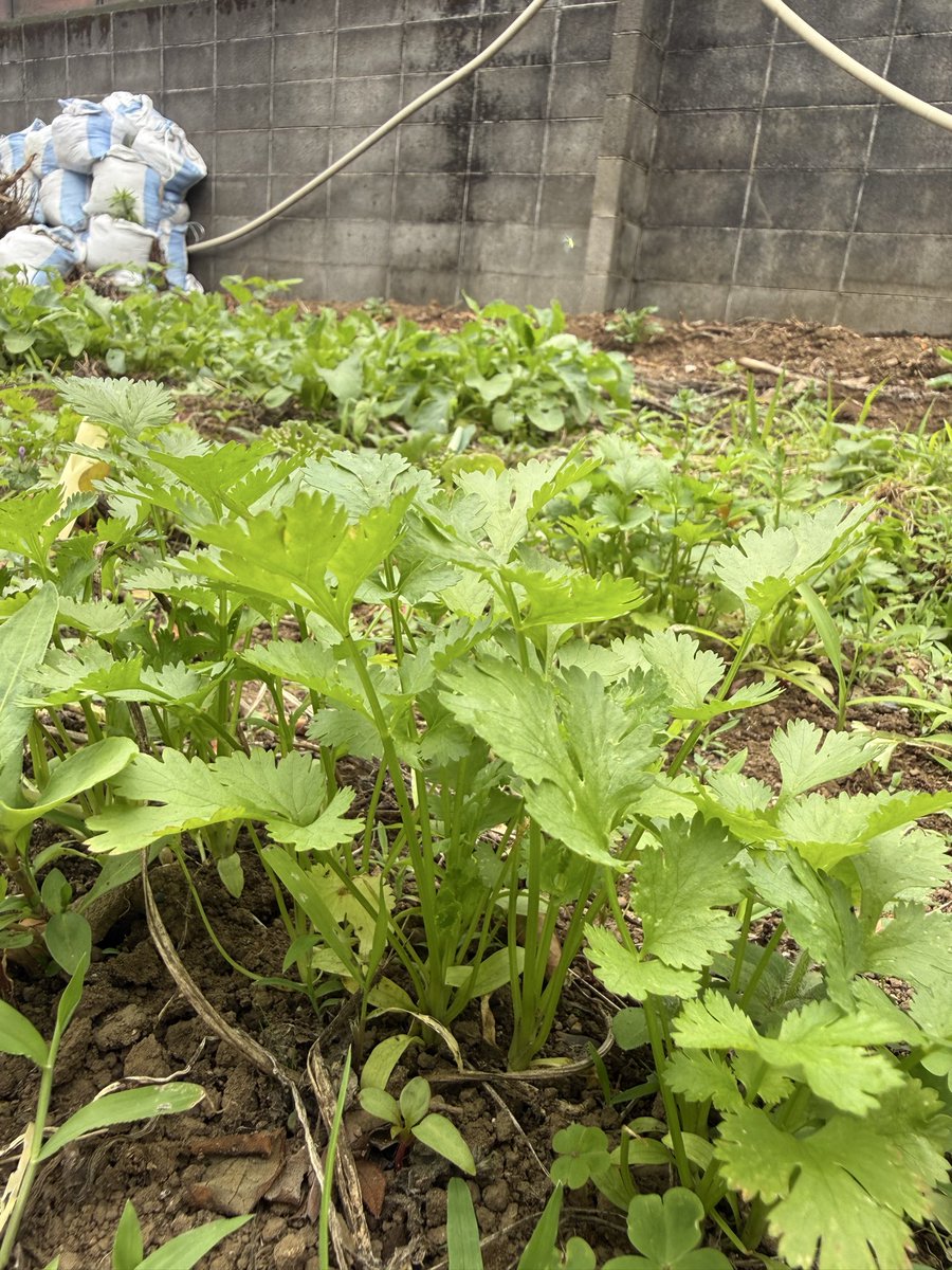 atchefkazuki's tweet photo. 畑の様子🌿
カボチャ、落花生は順調に成長中🎃🥜
さつま芋はもう少し🍠
セージ、パクチーは爽やかな香り✨

#畑　#自然栽培 #無農薬　#無肥料 https://t.co/t3DZ4xP1gA