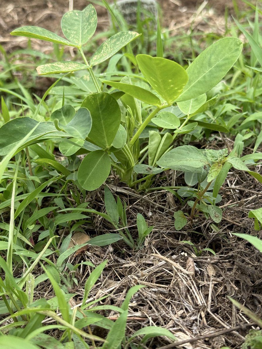 atchefkazuki's tweet photo. 畑の様子🌿
カボチャ、落花生は順調に成長中🎃🥜
さつま芋はもう少し🍠
セージ、パクチーは爽やかな香り✨

#畑　#自然栽培 #無農薬　#無肥料 https://t.co/t3DZ4xP1gA