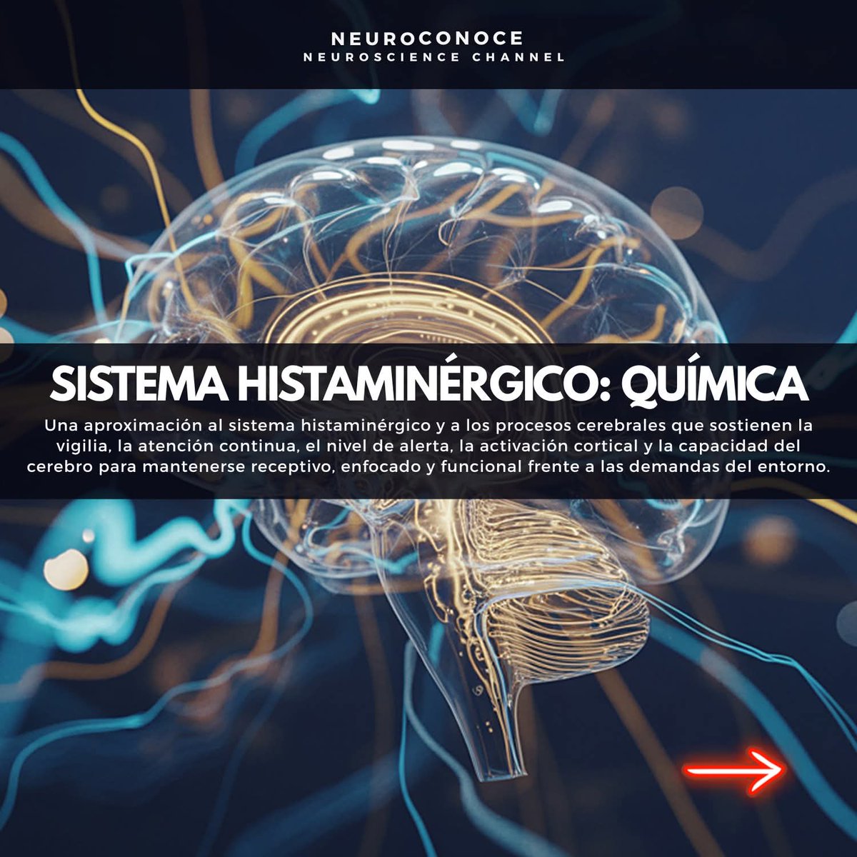 RebolledaGil's tweet photo. El sistema histaminérgico cerebral es una red pequeña en número de neuronas, pero enorme en influencia funcional. Sus neuronas se localizan principalmente en el núcleo tuberomamilar del hipotálamo posterior y proyectan hacia la corteza cerebral, el tálamo, los ganglios basales 👇 https://t.co/kUGVSyjZRY