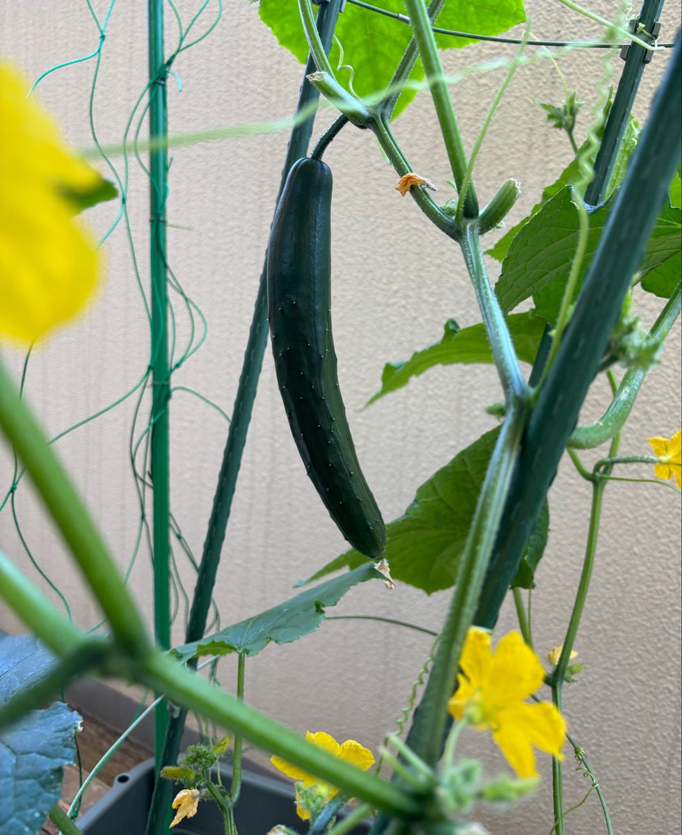 junna's tweet photo. ベランダきゅうり🥒にっき　5月末。
2本、市販サイズになってきた。早い。

ボーイもがっこでミニトメィトの苗？植えたらしい。そちらは大きくなるかな、どうかな。 https://t.co/60Sl2RVPLN
