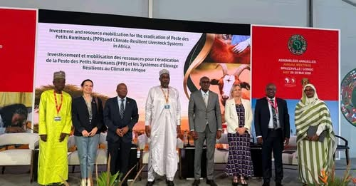akhbarchadd's tweet photo. 🇹🇩🇨🇬 | حضور تشاد في المحافل الدولية المتخصصة في الصحة الحيوانية يعكس اهتمامها بتطوير قطاع الثروة الحيوانية ومواجهة التحديات المشتركة. مثل هذه اللقاءات تفتح آفاقاً أوسع للتعاون وتبادل الخبرات بما يخدم المربين ويدعم التنمية الاقتصادية المستدامة. #تشاد #الثروة_الحيوانية https://t.co/4nr67qEJlx
